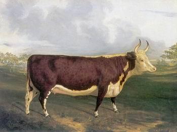 unknow artist Cow 145 Spain oil painting art